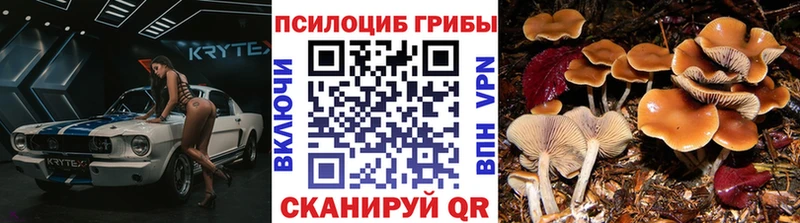 Псилоцибиновые грибы Psilocybe  купить закладку  Донецк 